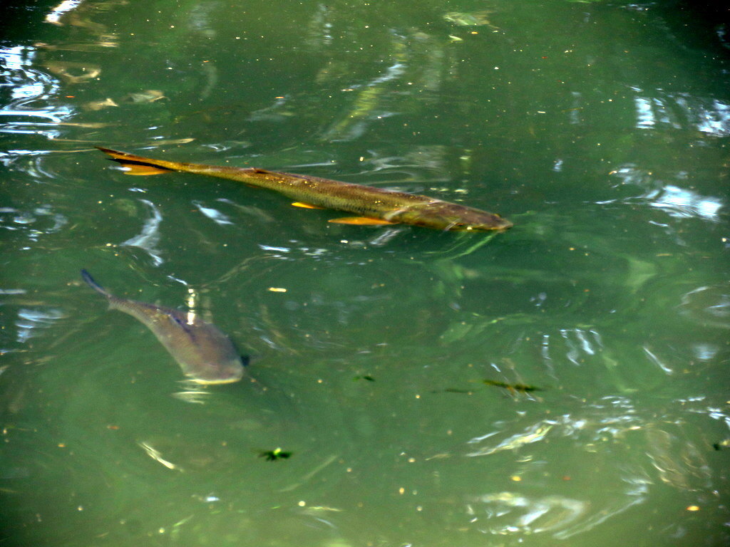 Dorado nadando en el río